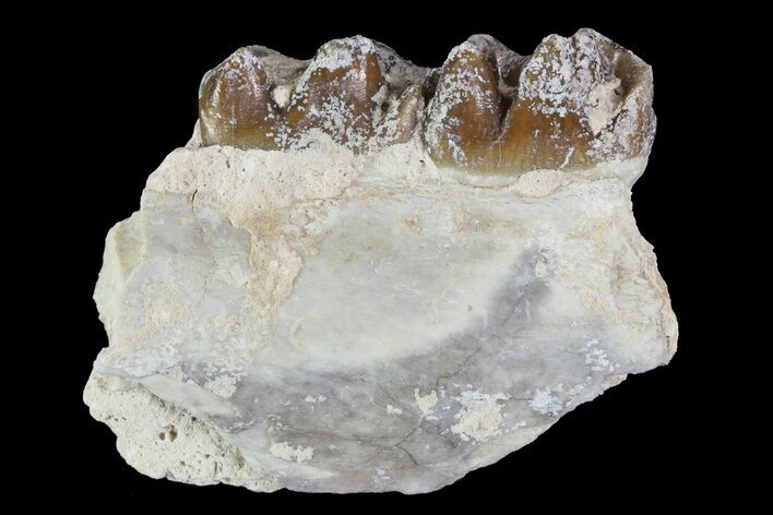 Oligocene Horse (Mesohippus) Jaw Section #81501